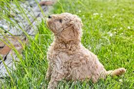 Hi, we are looking to add to new family member to our family for forever. Mini Goldendoodle A Small And Mighty Teddy Bear Mix