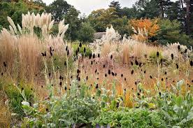 Dry Gardens In England 16 Of 21 Grasses In A Border At Rhs Wisley Gardens Surrey Uk Dry Garden Architectural Plants Garden News