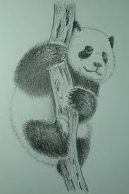 Bingung memilih antara 9b, 7b, 4b atau 5h, 2h , hb. Unduh 61 Gambar Panda Pensil Keren Gratis