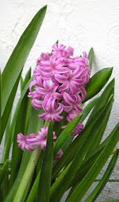 Image result for Hyacinthaceae