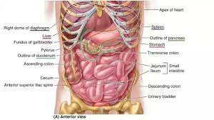 With each succeeding rib, from the first, or uppermost, the curvature of the rib cage becomes more open. What Is On Your Left Side Under Your Ribs Quora