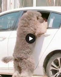 Pin By Buzzposts On Csts Dogs Funny Cats And Dogs Cat And Dog Videos Cute Dogs