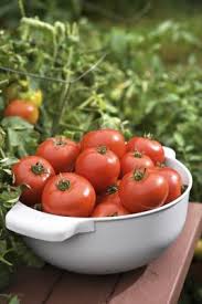 homemade tomato plant food home