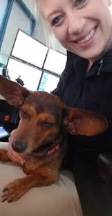 Jackson County Chiweenie proves 'not all who wander are lost'