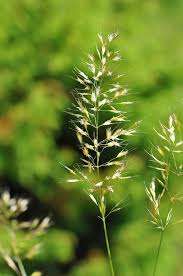 Image result for Trisetopsis milanjianum