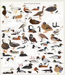 Pop Chart Lab North American Swans Geese And Ducks