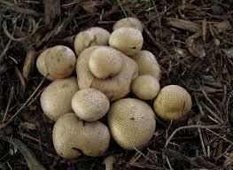 Image result for Scleroderma cepa