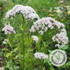Image result for Valeriana capensis