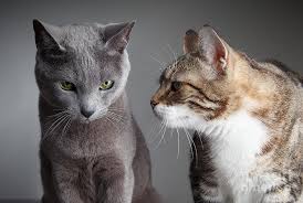 Kedilerde Kur Yapma Ve Ciftlesme Kedi Blog