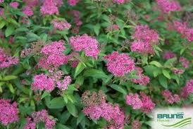 Image result for Spiraea bumalda