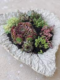 Dieser pinnwand folgen 118 nutzer auf pinterest. Diy Beton Pflanzschalen Aus Rhabarberblattern Fur Den Garten Fashion Kitchen
