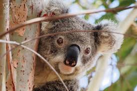 We're about to find out if you know all about greek gods, green eggs and ham, and zach galifianakis. 11 Fun Facts About Koalas One Tree Planted