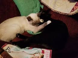Like most cat breeds, the siamese's true origins are cloaked in mystery. Ct Cat Connection Ctcatconnection Twitter