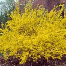 The blossoms cover the branches, creating dramatic splashes of colour in. Lynwood Gold Forsythia Yellow Fast Growing Shrub Plantingtree