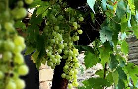 La vigne se plante lorsqu'elle est en repos végétatif, c'est à dire de la fin de l'automne au début du printemps. Vigne Planter Bouturer Entretenir Avec Jaime Jardiner Com