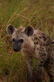 Image result for Heinsenia