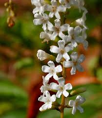 Image result for Citharexylum