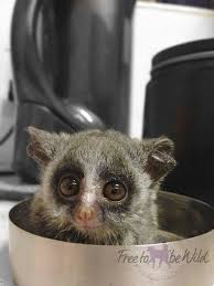 It is based on the novel the bushbabies (1965) by canadian author william stevenson. Bush Baby Release Free To Be Wild Sanctuary