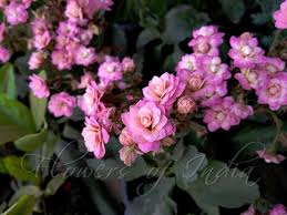 Image result for Kalanchoe calandiva