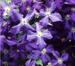 We did not find results for: Clematis Plants Growing Guide Traveller S Joy