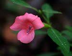 Image result for Barleria tanzaniana