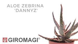 Image result for Aloe zebrina