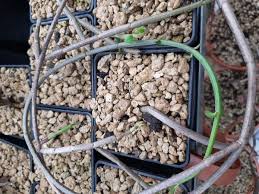 Image result for Ceropegia nilotica