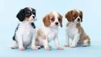 King Charles Spaniel Puppies for Sale in Virginia