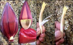 How To Clean Vazhaipoo / How To Clean Banana Flower / Plantain Flower / Banana  Blossom | Banana Blossom, Banana Flower, Recipes Using Bananas