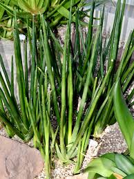 Image result for Asparagaceae