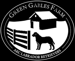Silver labradors, silverwaterlabs labradors,silverwaterlabs, charcoal labrador retrievers, silver labs, fox red labradors, fox red lab,silver labradors ohio, gray labradors ohio, labradors,northwest ohio, waterville,we have puppies in ohio,michigan, indiana,wisconsin, new. Available Lab Puppies Ohio Green Gables Labradors