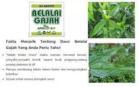 Khasiat daun belalai gajah dikatakan mampu membantu mengatasi masalah seperti kanser, buah pinggang, radang prostat, kolesterol, tekanan darah tinggi, asid urik tinggi, diabetes, mengurangkan risiko salur darah tersumbat, membuang toksin dalam badan di samping mengurangkan keletihan. Belalai Gajah Al Egypt Khasiat Daun Belalai Gajah Yang Perlu Anda Ketahui Dapatkan Khasiat Daun Belalai Gajah Dengan Produk Jus Belalai Gajah Dan Teh Belalai Gajah Keluaran Syarikat Al