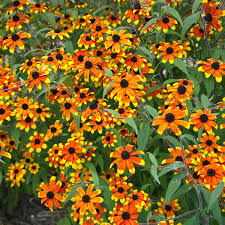 Image result for Tricliceras lobatum