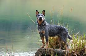 Australian Cattle Dog Breed Information Pictures