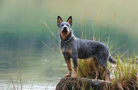 australian cattle dog breed information pictures