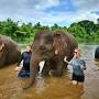 فالووربالا?q=Elephant Sanctuary Thailand from www.bangkokelephantcaresanctuary.com