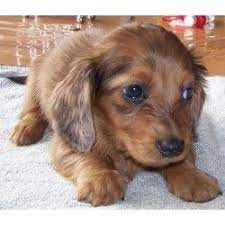 Contact colorado springs dachshund breeders near you using our free dachshund breeder search tool below! Doxie Puppy For Adoption In Colorado Doxie Puppies Dachshund Puppies For Sale Dachshund Puppies