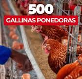 Jaulas para Gallinas Ponedoras Personalizadas en Ecuador
