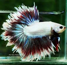 Lavender Dragon Apache Halfmoon Betta Betta Breeding Halfmoon Betta Betta