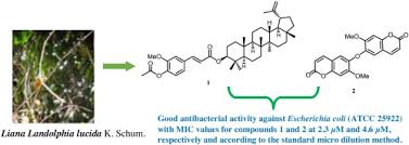 Image result for Dictyophleba lucida