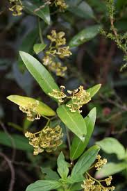 Image result for Secamone