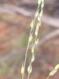 Image result for Alloteropsis