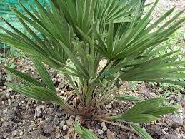 Image result for Chamaerops