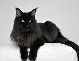 Owners of black maine coons will refer to them as black panthers. Ic Qgc Winerau Quintus Winerau Maine Coon