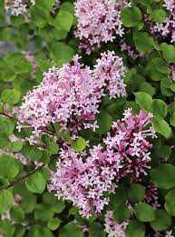Dwarf korean lilac (tree form) is smothered in stunning panicles of fragrant lilac purple flowers at the ends of the branches in late spring, which emerge from . Syringa Meyeri Palibin Dwarf Korean Lilac Buy Online At Annie S Annuals