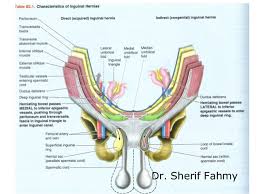The inguinal ligament is an important connective tissue structure in the inguinal, or groin, region of the human body. Anatomy Groin Anatomy Drawing Diagram