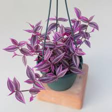 Image result for Tradescantia zebrina