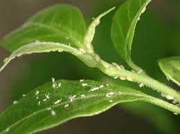 Cacti are succulents with woody or herbaceous stems that contain chlorophyll. Houseplant Fertilizer