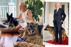 The biden family also has a younger dog, major. Meet Joe Biden S Dogs Champ And Major The New First Dogs Of The Us News The Times