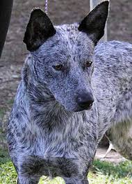 Acd puppies now available for their forever homes. Australian Stumpy Tail Cattle Dog Wikipedia